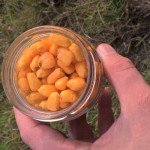 Kukuřice – oblíbená nástraha a návnada na feeder rybářská kukuřice ve skleničce