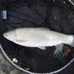 amur na feeder
