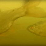 Video: podvodní záběry na jezeře podvodní záběry z jezera