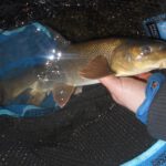 Picker 3. díl: Říční ryby Parma na feeder