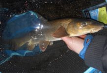 Picker 3. díl: Říční ryby Parma na feeder