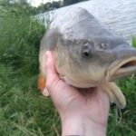 Lov kapra na method feeder lov kapra na method feeder
