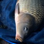 Jemný method feeder ve studené vodě Jemnější podzimní method feeder