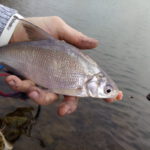 Method feeder v březnu malý cejn na method needer