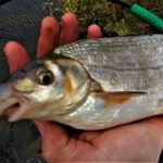 Video: Picker v prosinci Picker v prosinci
