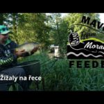 Video: Žížaly na řece žížaly na řece