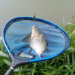 Kapr na method feeder