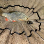 Březnový method feeder na rybníku method feeder v březnu