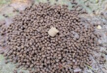 Peletky na method – Lepší peletky v krmítku než method mix? Peletky pro method feeder
